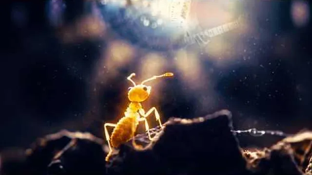 Spread Eagle - Ant Farm