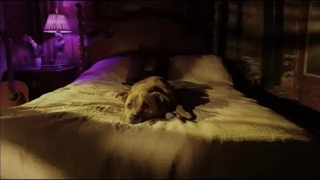 Voices of The Paranoid