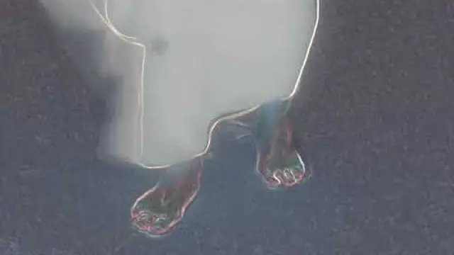 Oracle By Severed Head