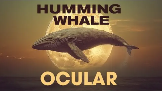 Humming Whale - Ocular